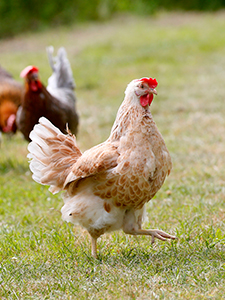 hens in field