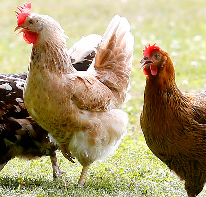 a beige chicken next to an orange chicken in field