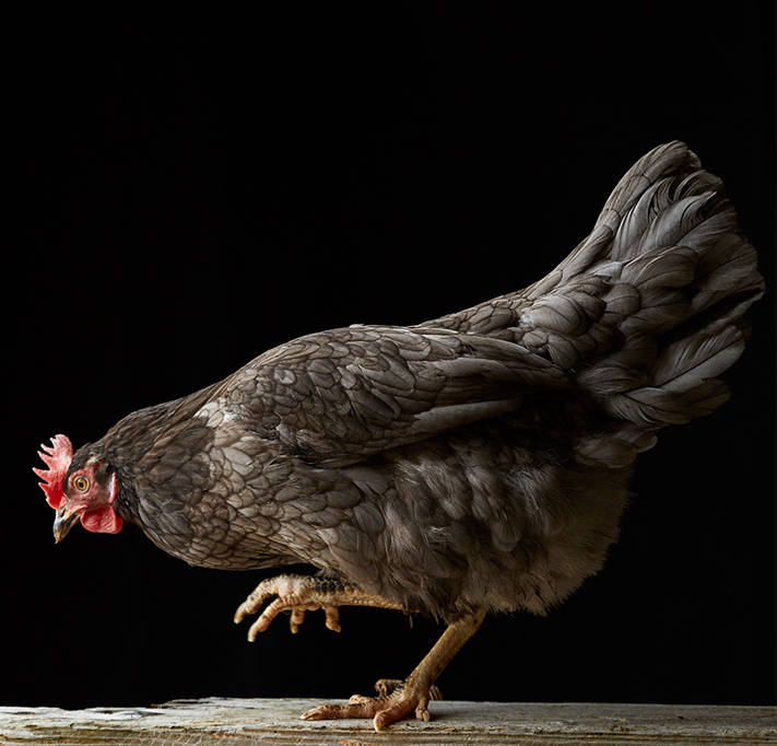 Brown chicken