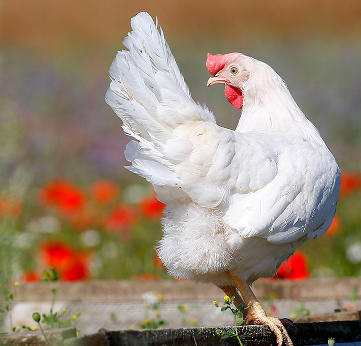 large white chicken outside with poppies