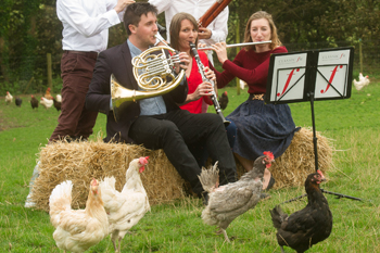 Classic FM Chickens