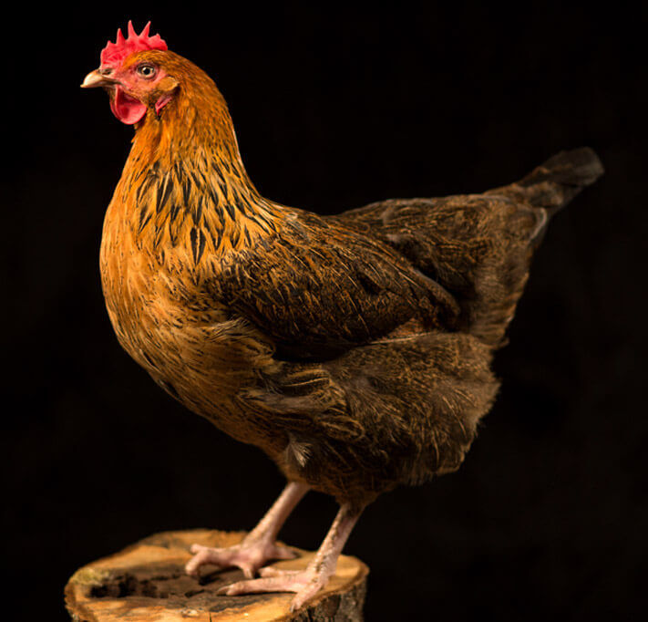 burford brown bird