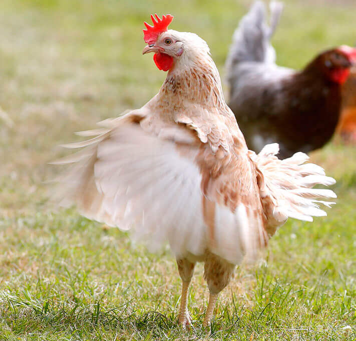 cotswold legbar bird Clarence Court
