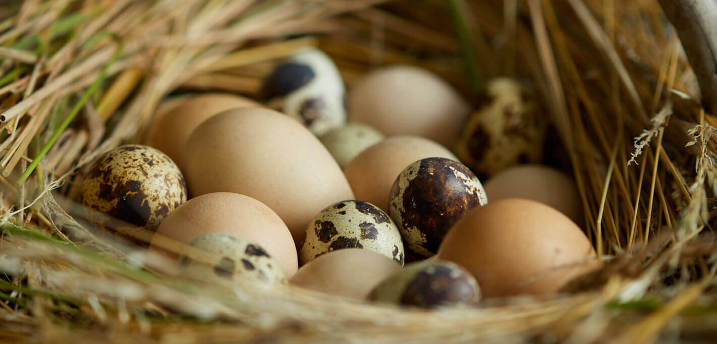 eggs