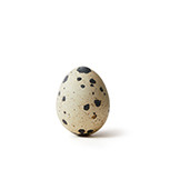 Quail Egg