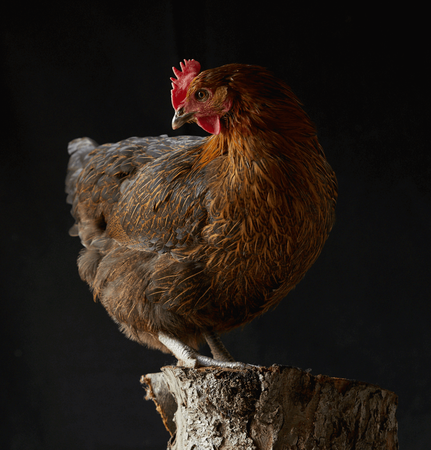 Burford Brown Hen