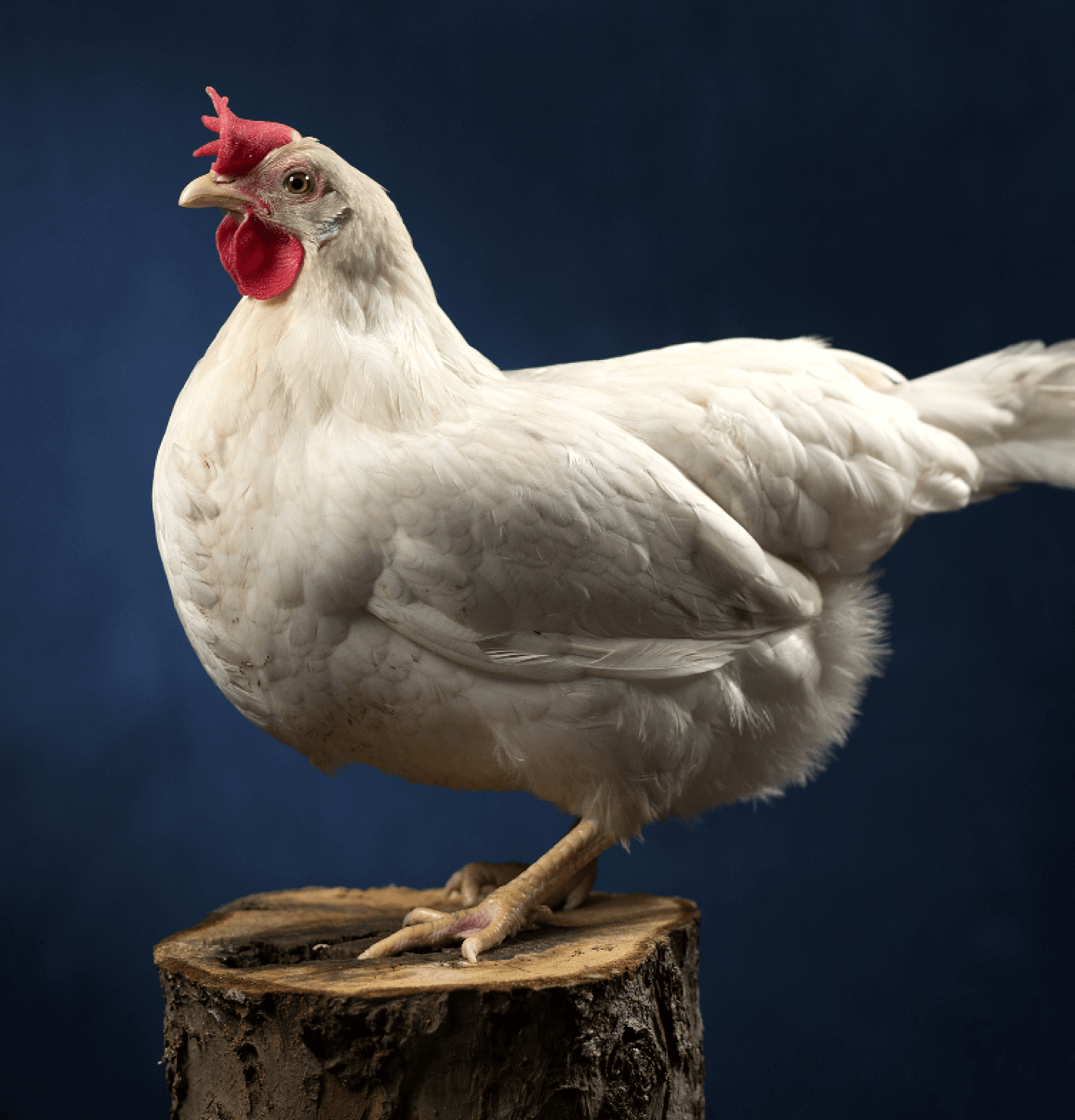 Leghorn White Chicken