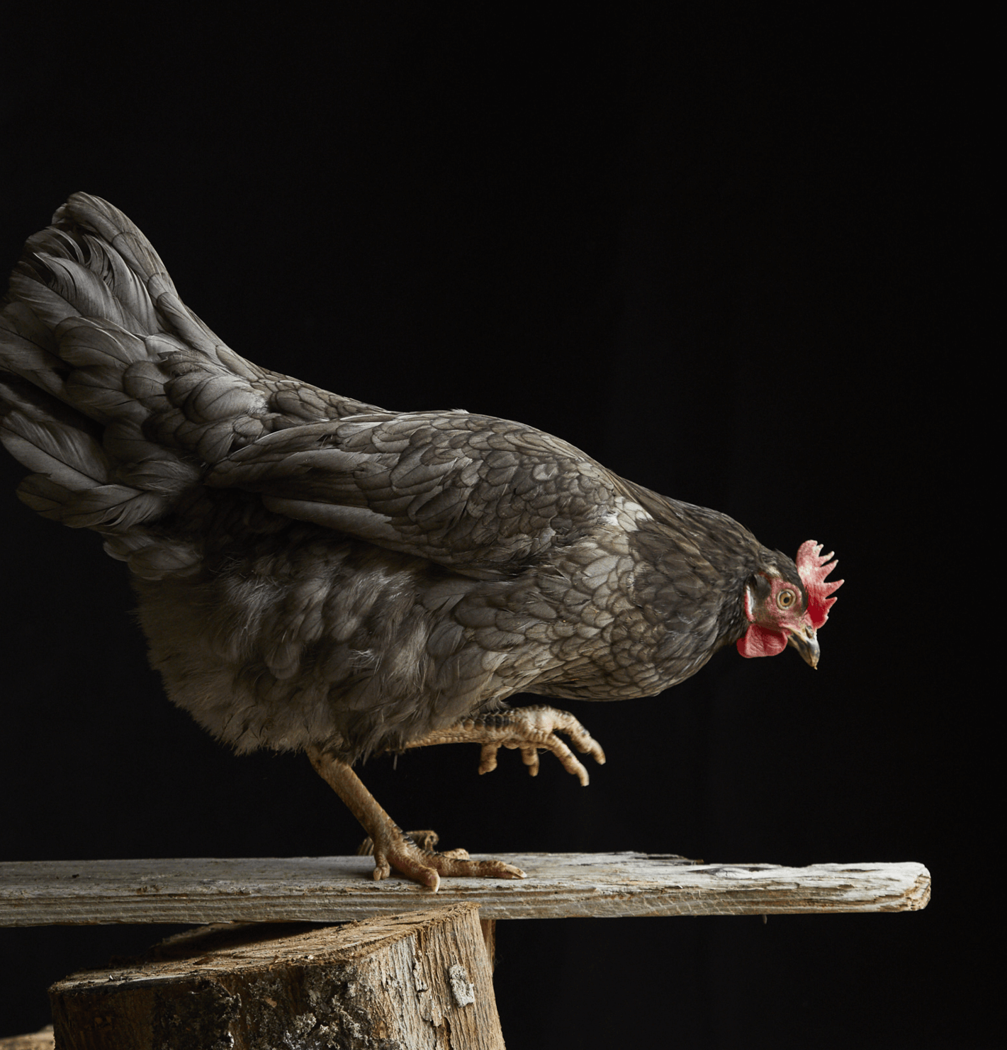 Old Cotswold Legbar hen